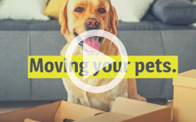 Moving Your Pets: To A New Home