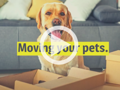 Moving Your Pets: To A New Home